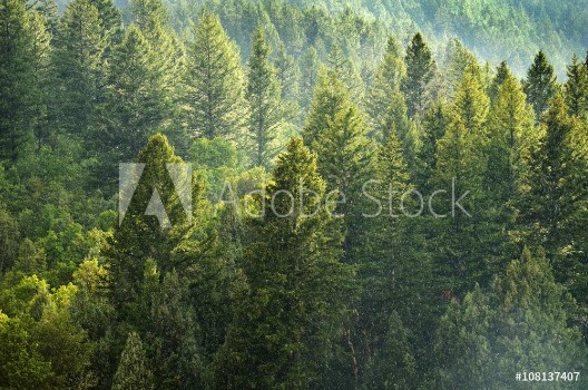 Image de Forest of Pine Trees